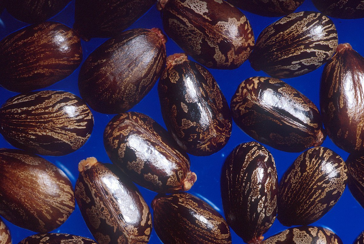 ۱۶ خاصیت درمانی روغن کرچک برای سلامتی