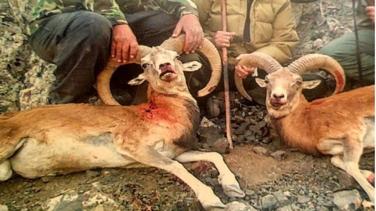 خسارت میلیاردی شکارچیان غیرمجاز به محیط زیست خراسان رضوی