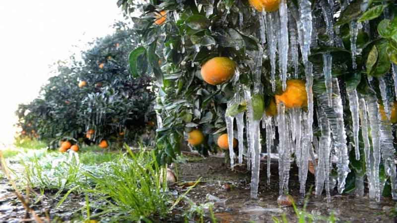 سرما و یخبندان در کمین کشاورزان فارس