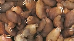 لحظه شکار گراز توسط پلنگ + فیلم