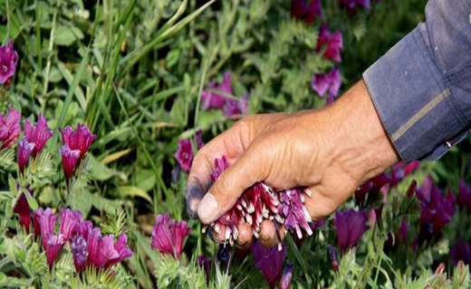 کم&zwnj;آبی در گلستان