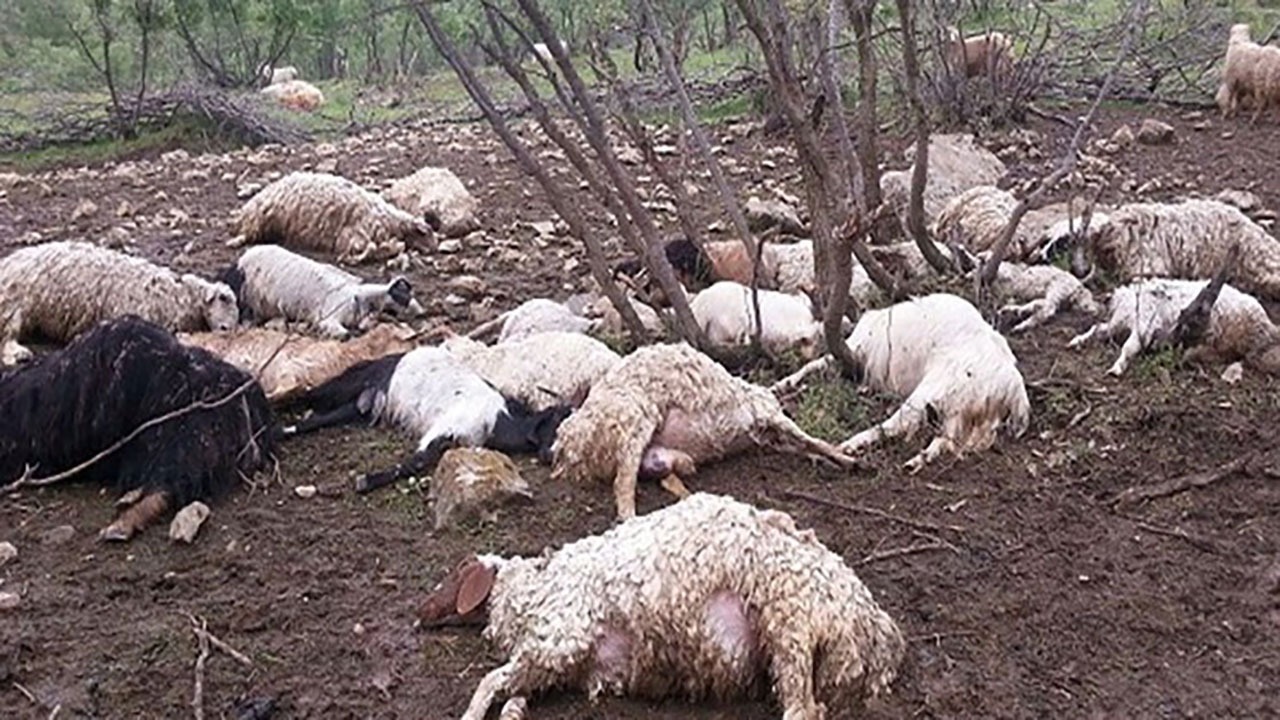 ستاد اجرایی فرمان امام (ره) هزینه احشام تلف شده سیلاب مورموری را پرداخت می‌کند