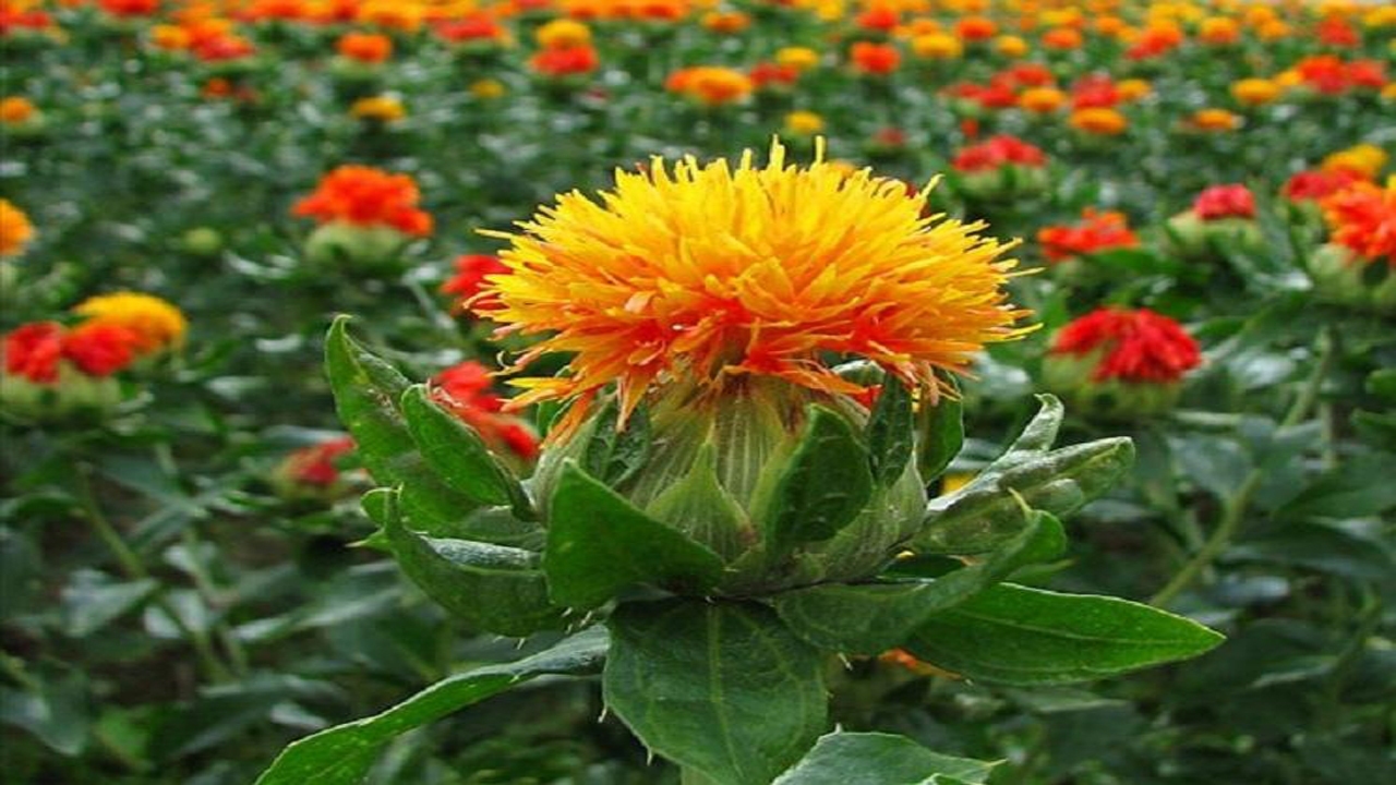 کشت گلرنگ در مرودشت به ۱۵۰ هکتار رسید