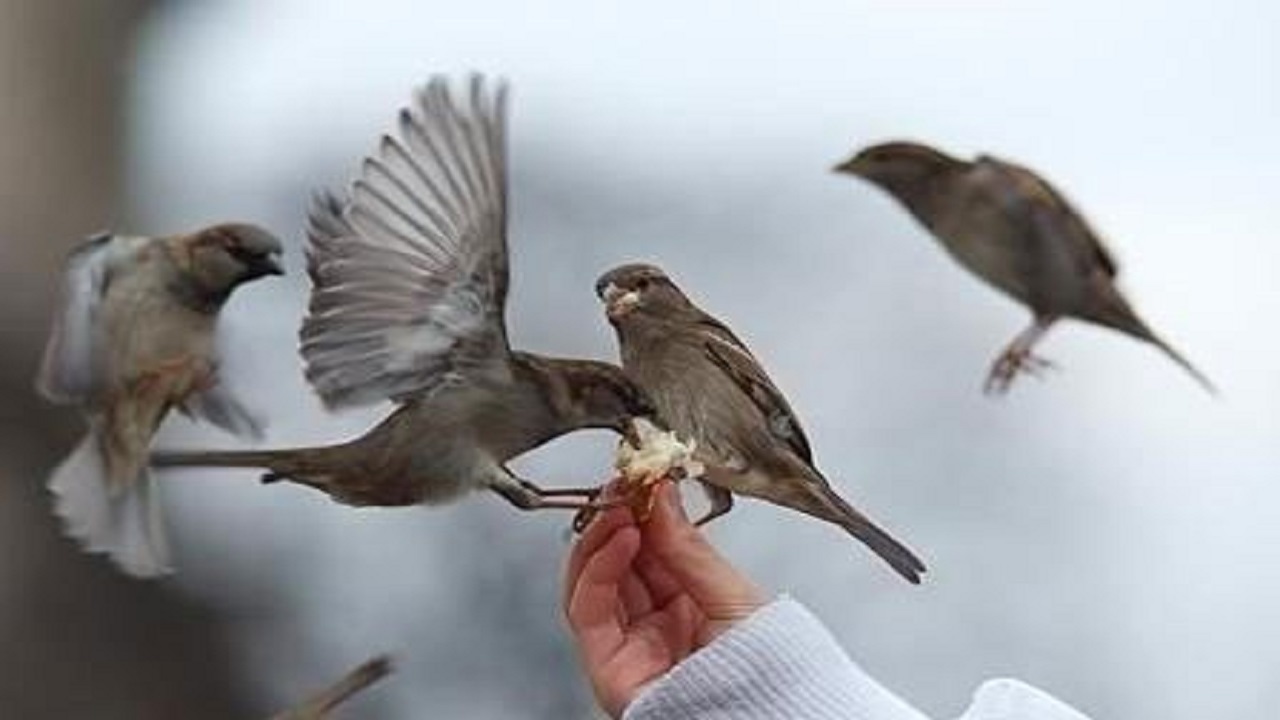 لذت غذا دادن به پرندگان در یک روز برفی + فیلم