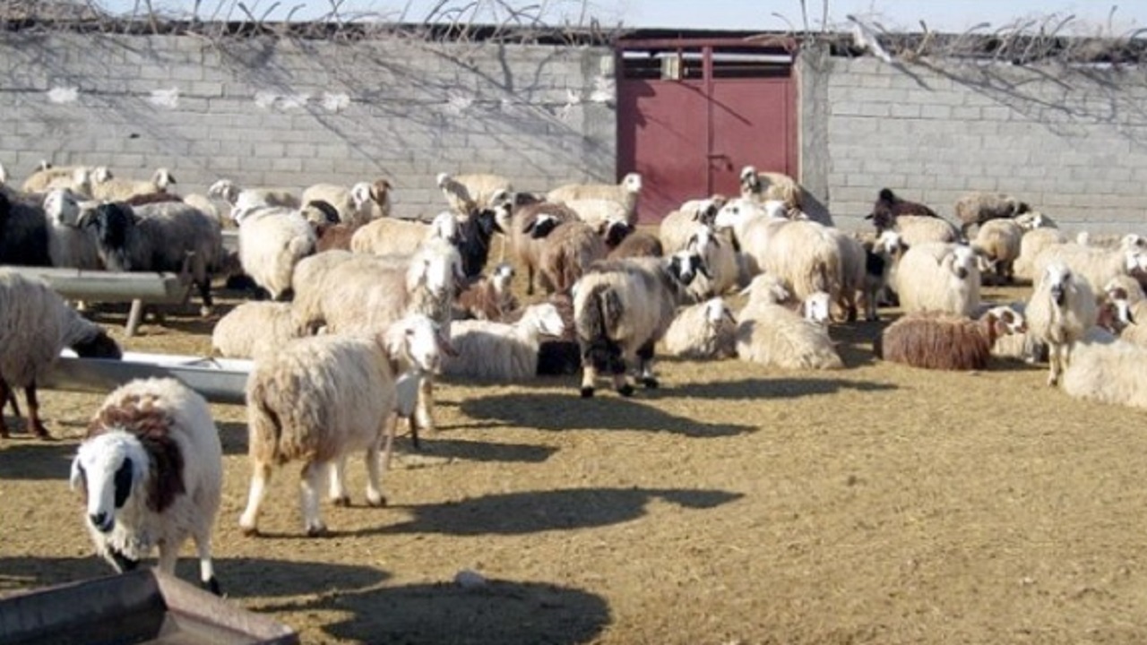 زیرساخت‌های لازم برای انتقال دام از محله مسکونی ایجاد شود