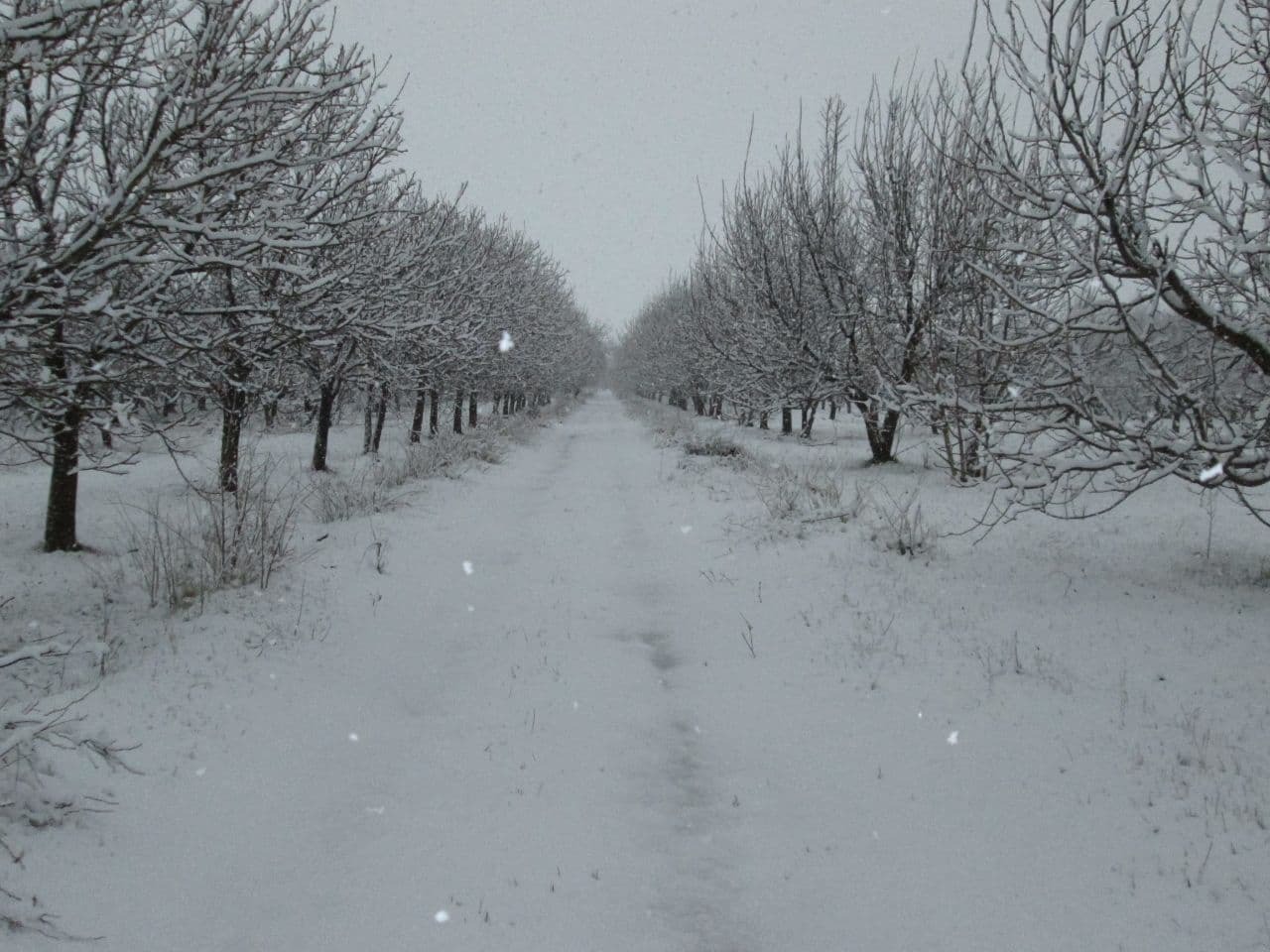 نمایی از اولین بارش برف زمستانی نهاوند + تصاویر