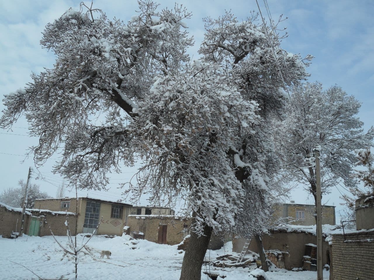 نمایی از اولین بارش برف زمستانی نهاوند + تصاویر
