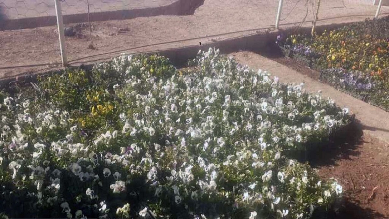 ۴۰ هزار اصله نهال گل و گیاه زینتی در معابر خاش کاشته شد