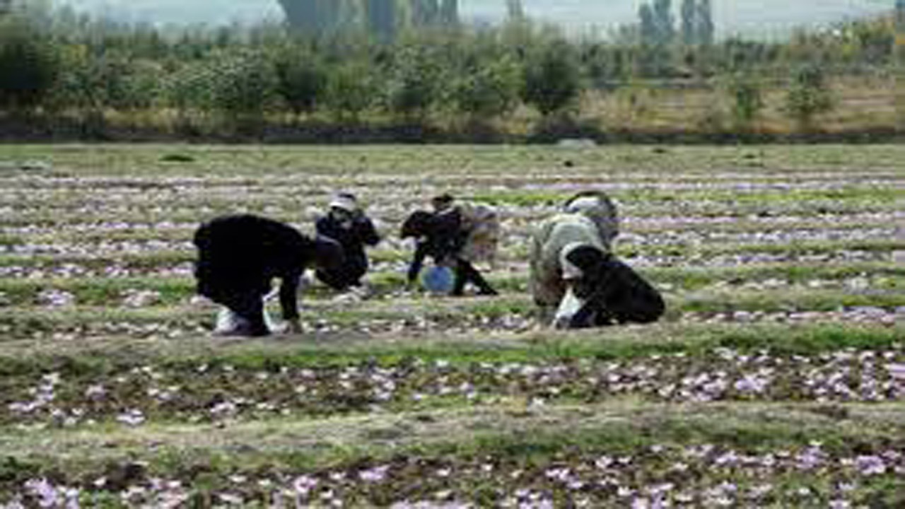 سه هزار و ۷۵۰ خانوار روستایی خراسان شمالی امسال بیمه اجتماعی شدند