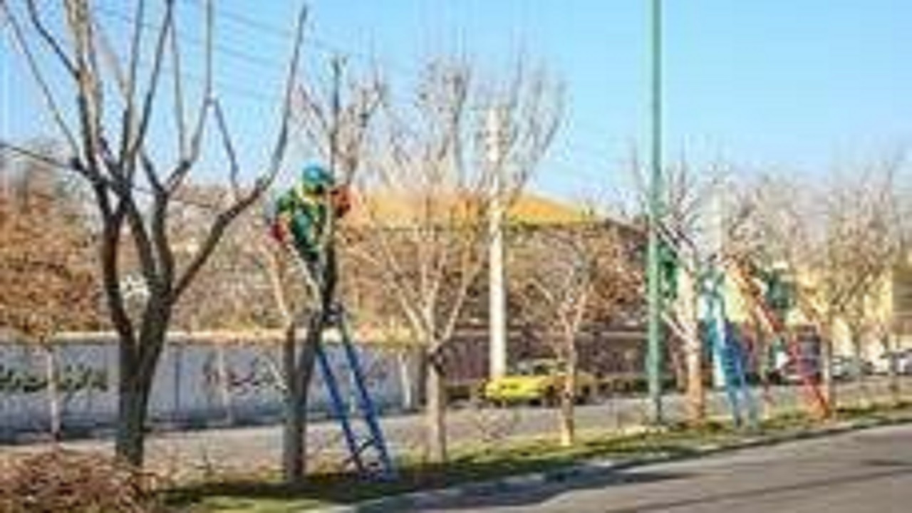 بیش از چهار هزاراصله درخت در منطقه ۱۰ هرس شد