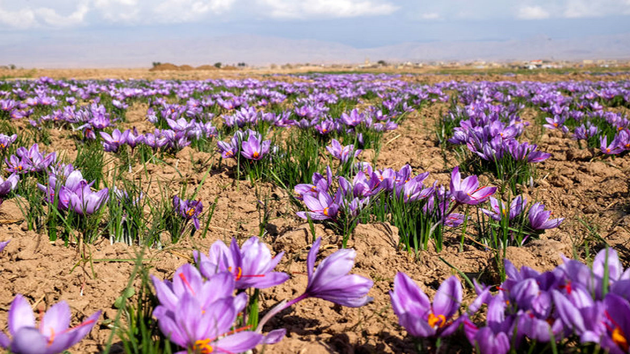 مزارع زعفران طعمه گراز‌های وحشی شد + فیلم