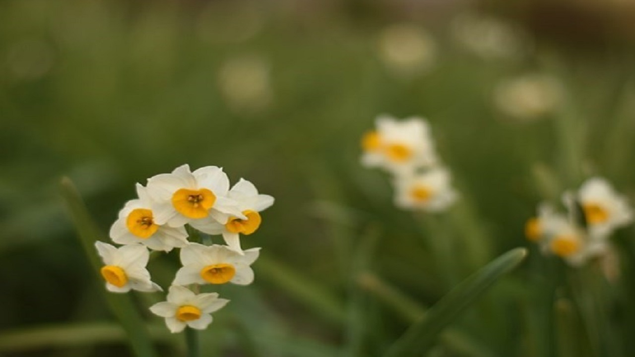کاهش ۲۳ درصدی تولید گل نرگس بهبهان
