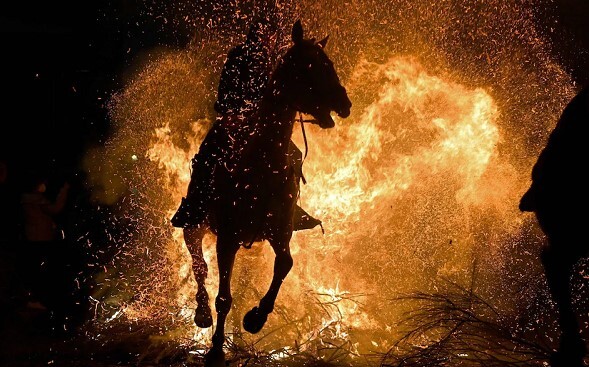 مراسم سنتی پاکسازی اسب ها 