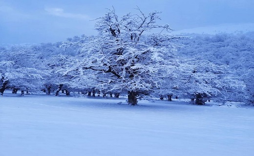 منظره زیبای برفی در گیلان 