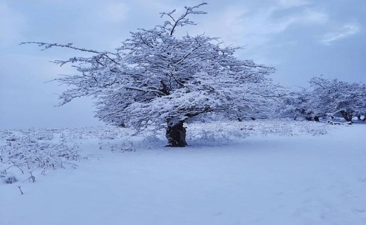 منظره زیبای برفی در گیلان 