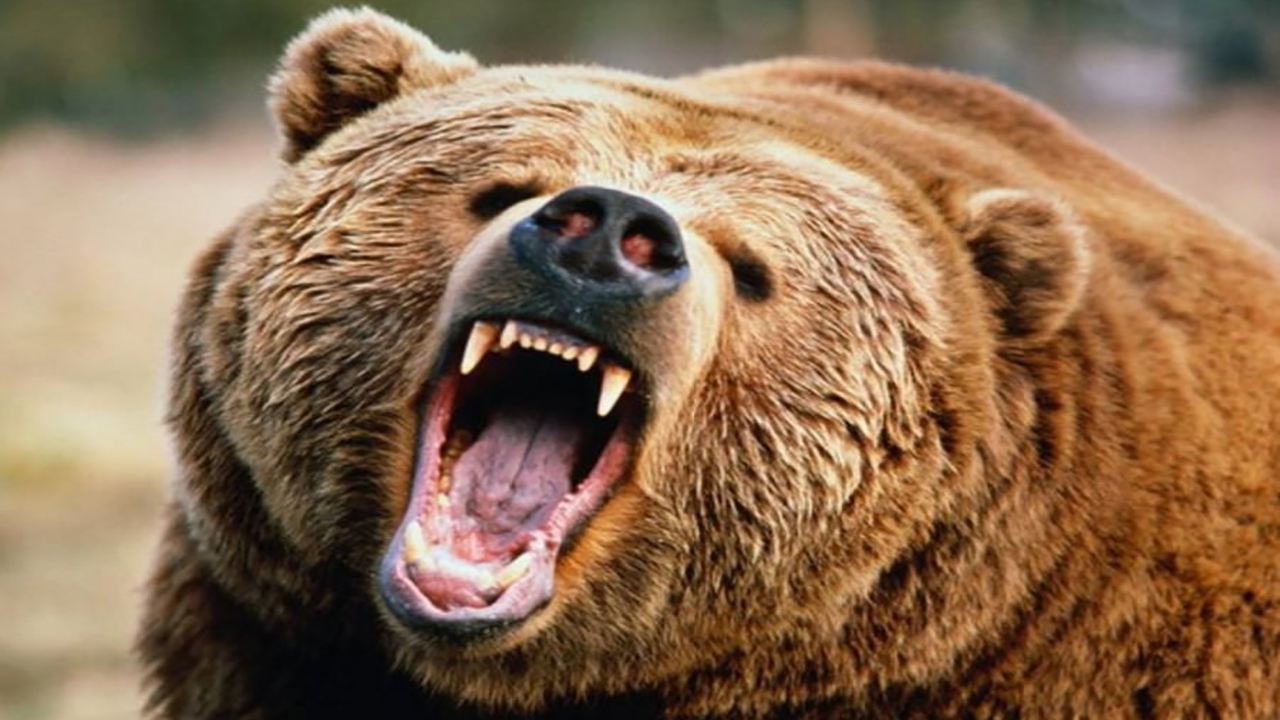 خرسهای گشتی گیر + فیلم