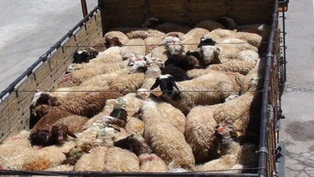 کشف ۹۷ راس احشام قاچاق در دهلران