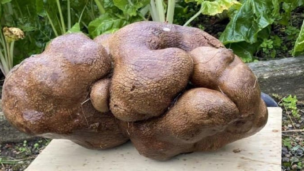 رکوردزنی یک سیب زمینی با وزن خود!