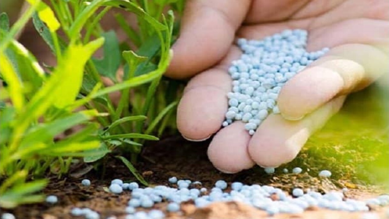 استفاده زیاد از سموم بلای جان محصولات صادراتی