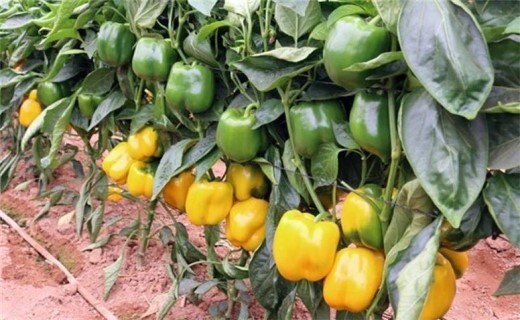 استفاده زیاد از سموم بلای جان محصولات صادراتی