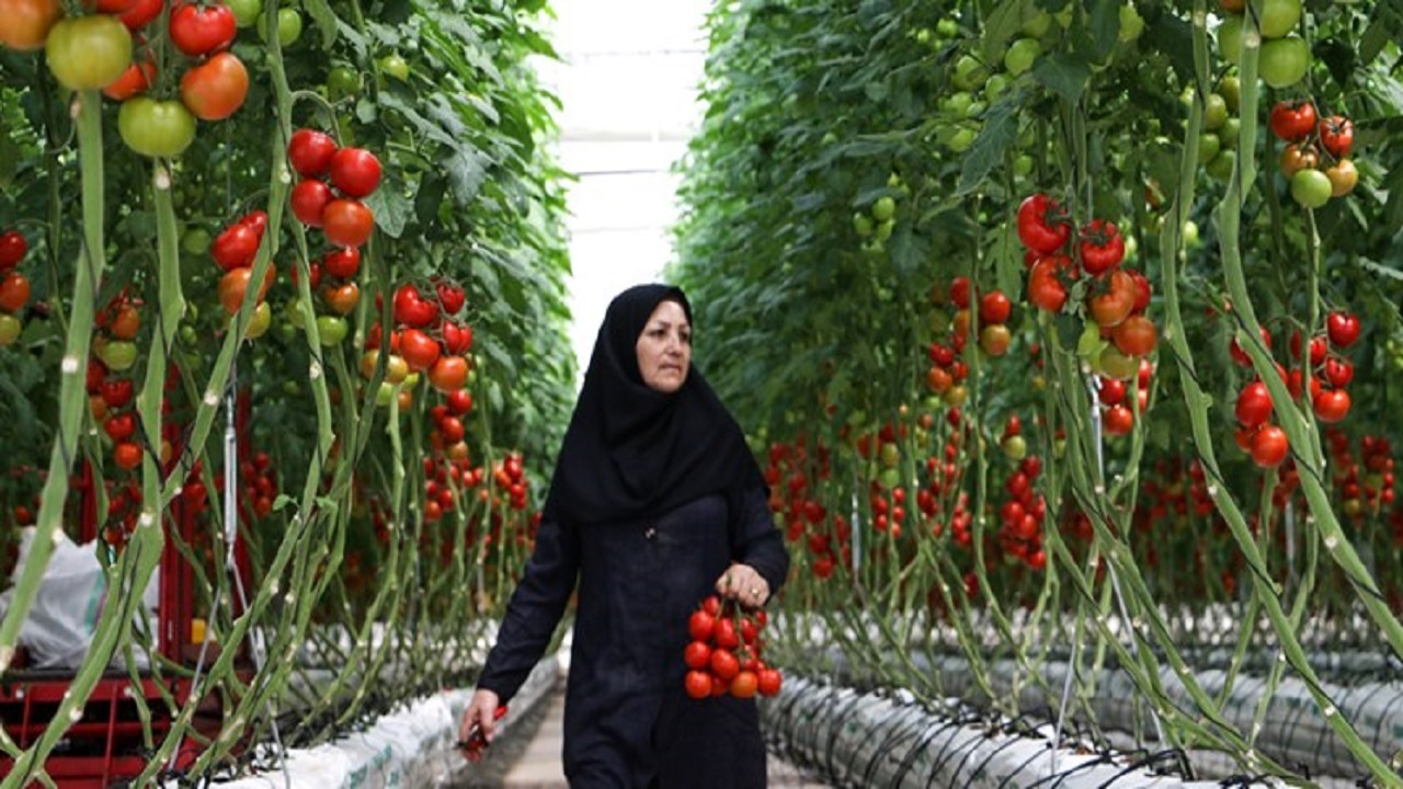 خبری خوب برای گلخانه داران یزدی