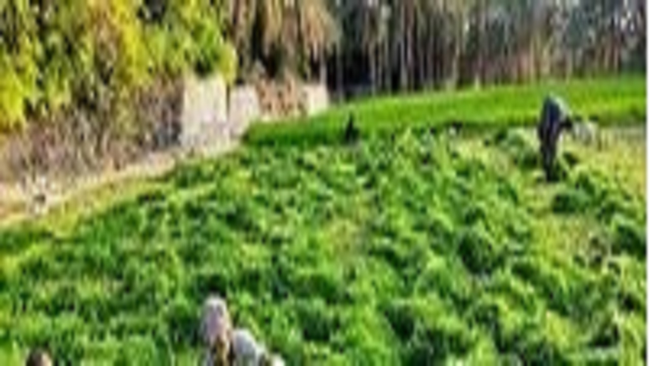برداشت شبدر در جنوب سیستان و بلوچستان