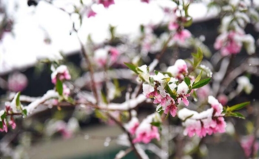 پوشش ۱۰ درصدی بیمه محصولات پاشنه آشیل کشاورزی در آذربایجان غربی