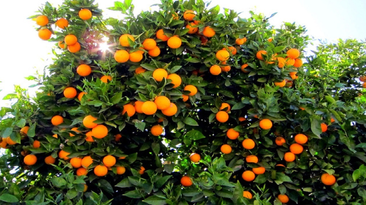 جنوب کرمان میزبان جشنواره مرکبات
