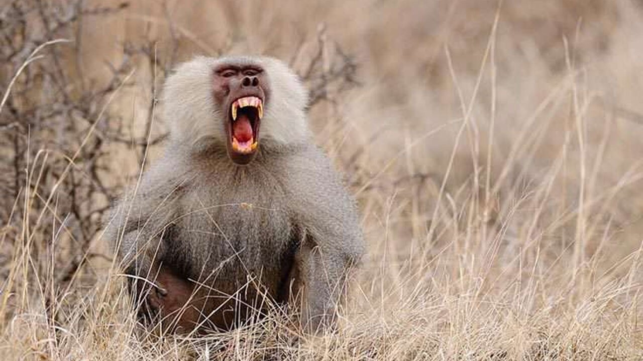 حمله بابون گرسنه به غاز‌ها + فیلم