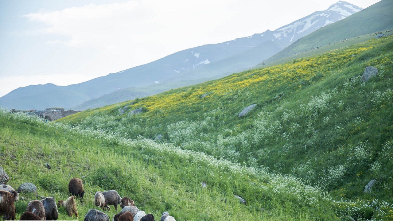 خشکسالی و آتش سوزی، عامل مهم کاهش تولید علوفه های مرتعی