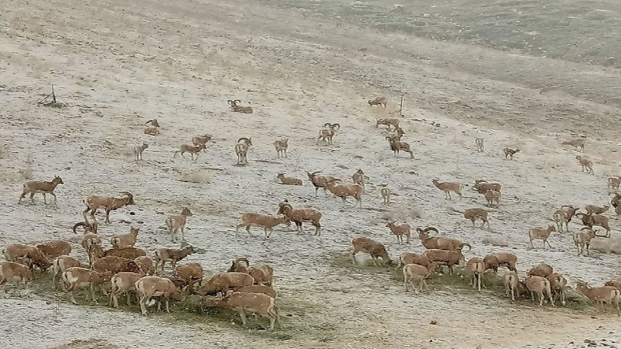 درخواست محیط زیست قزوین از مردم برای حمایت از حیات وحش