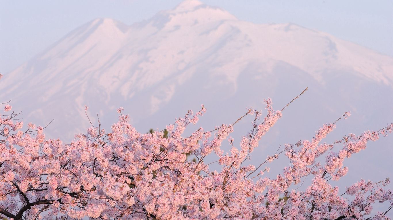 شکوفه