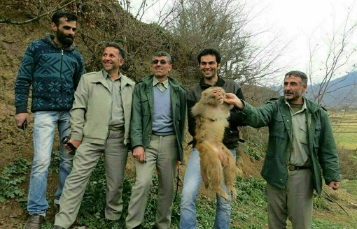 دزد&zwnj;های کوچک در جنگل&zwnj;های ایران / ماجرای رهاسازی میمون&zwnj;ها در جنگل چیست؟ + عکس