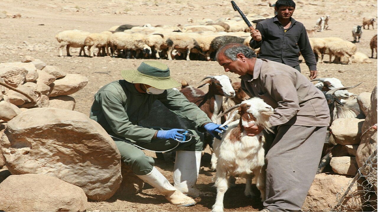 واکسینه شدن دام های عشایر سبزوار در مقابل تب برفکی
