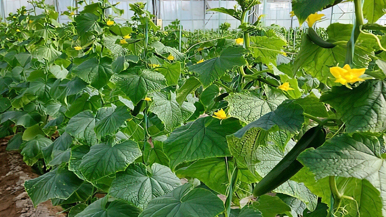 سطح زیر کشت محصولات گلخانه‌ای سیستان و بلوچستان به ٣٣۶ هکتار رسید
