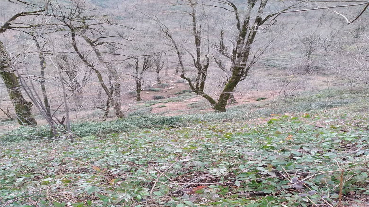 طبیعت بی نظیر روستای زیبای مژدهه