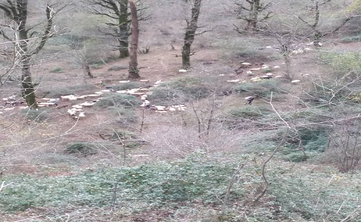 طبیعت بی نظیر روستای زیبای مژدهه