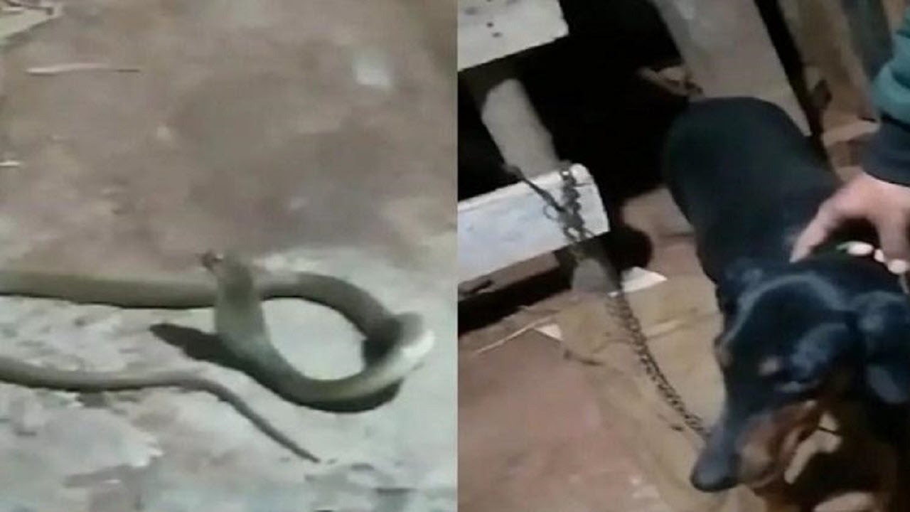 مبارزه سگ نگهبان با مار کبرا + فیلم
