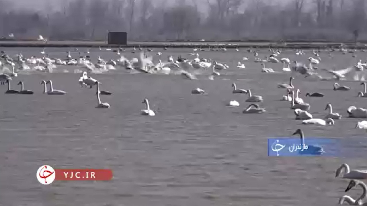بخت سیاه قوهای سفید مهاجر در مازندران+فیلم