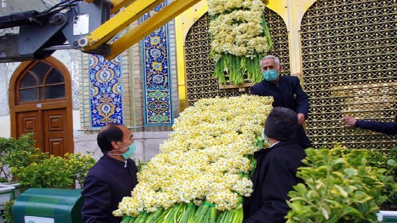 گل‌های نرگس بهبهان به آستان قدس رضوی رسید