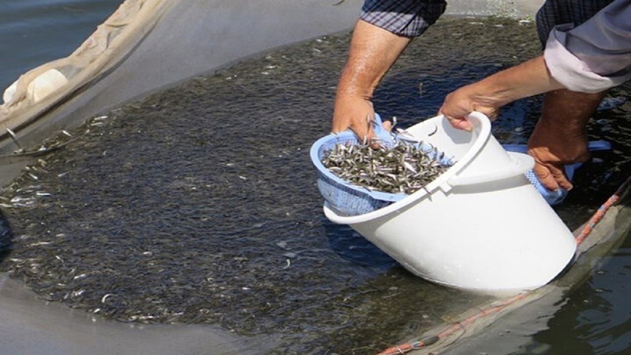 رهاسازی ۳.۵ میلیون قطعه بچه ماهی در منابع آبی غیرشرب کردستان