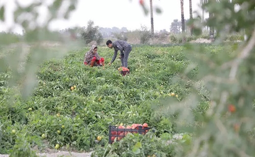 گوجه&zwnj;کاران