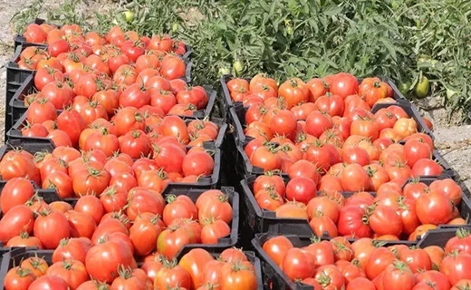 گوجه&zwnj;کاران بوشهری 