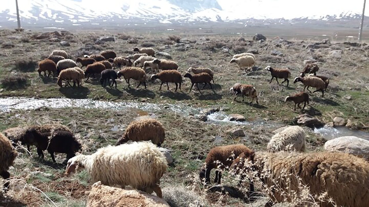 دامداران از چرای دام در بستر رودخانه‌ها پرهیز کنند