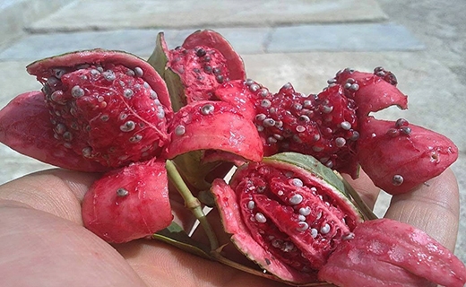 لگجی