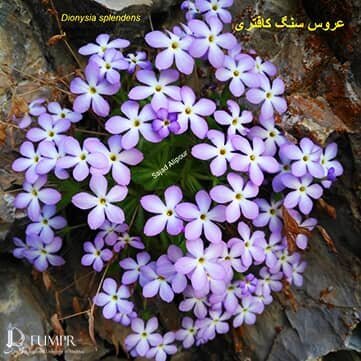 کشف گونه گیاهی با نام عروس سنگ کافتری در اقلید
