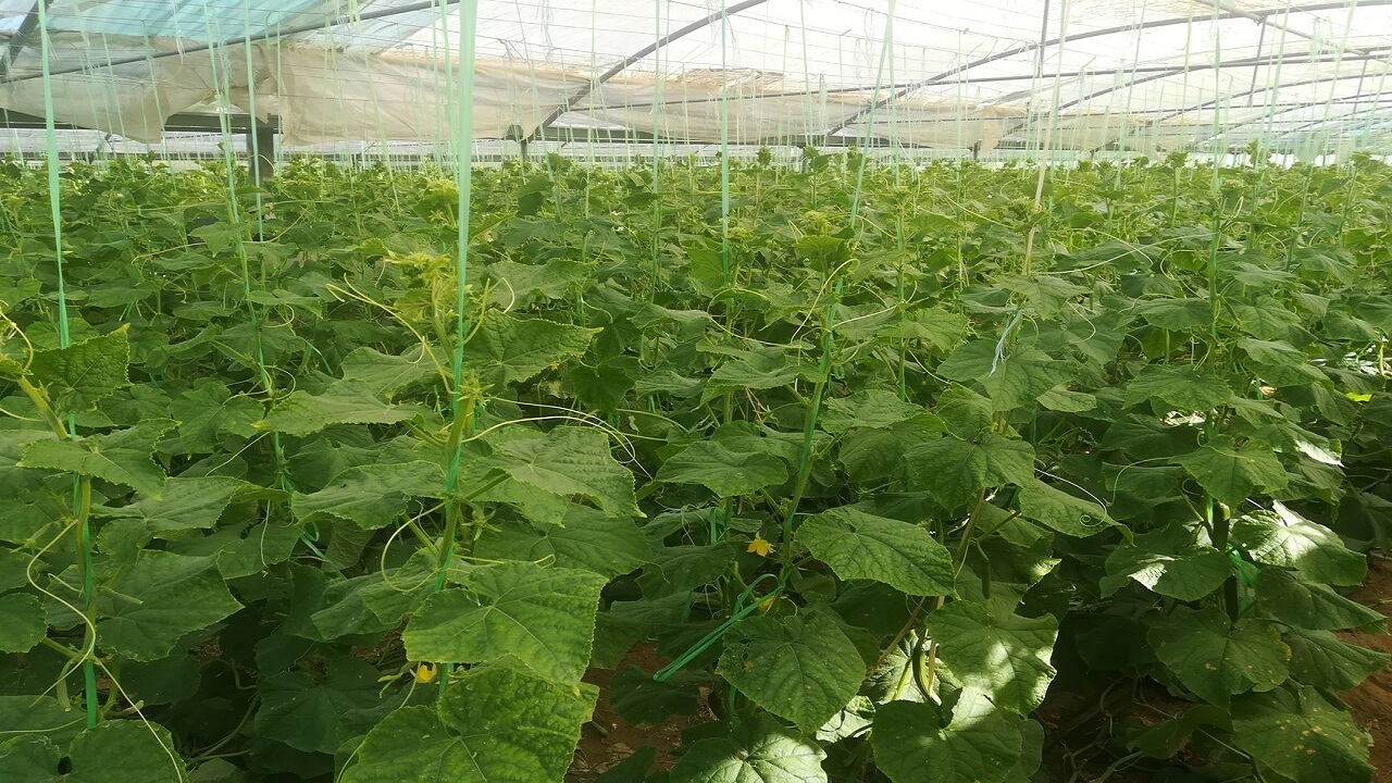 برداشت خیار گلخانه‌ای در ایرانشهر از مرز ۴ هزار تن گذشت