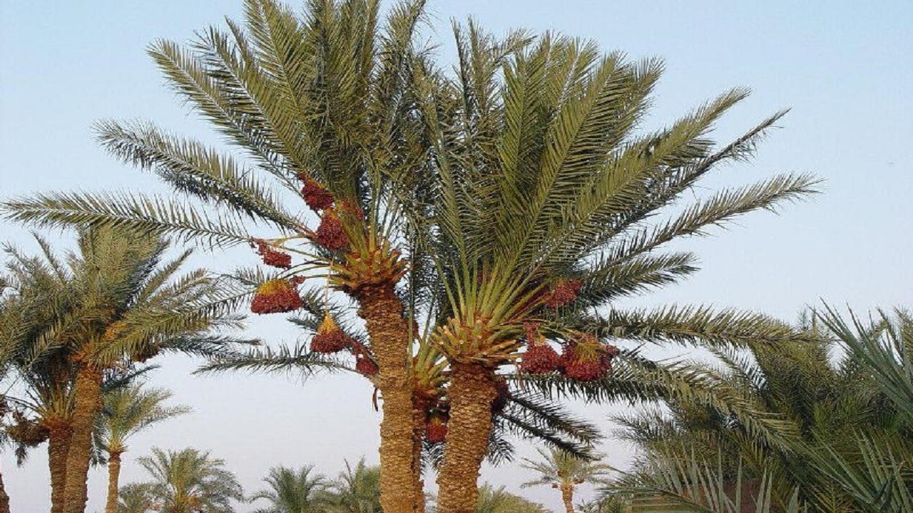 پویش هر نفر یک نفر در بافق