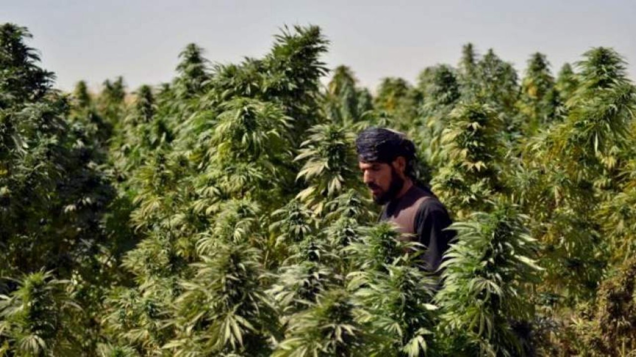 همکاری سی فارم با افغانستان منوط بر مشروعیت بین‌المللی طالبان است