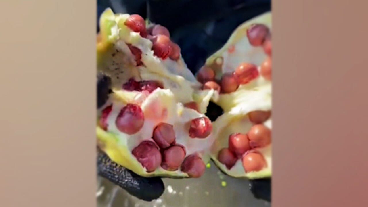 لحظه برش یک انار دریایی! + فیلم